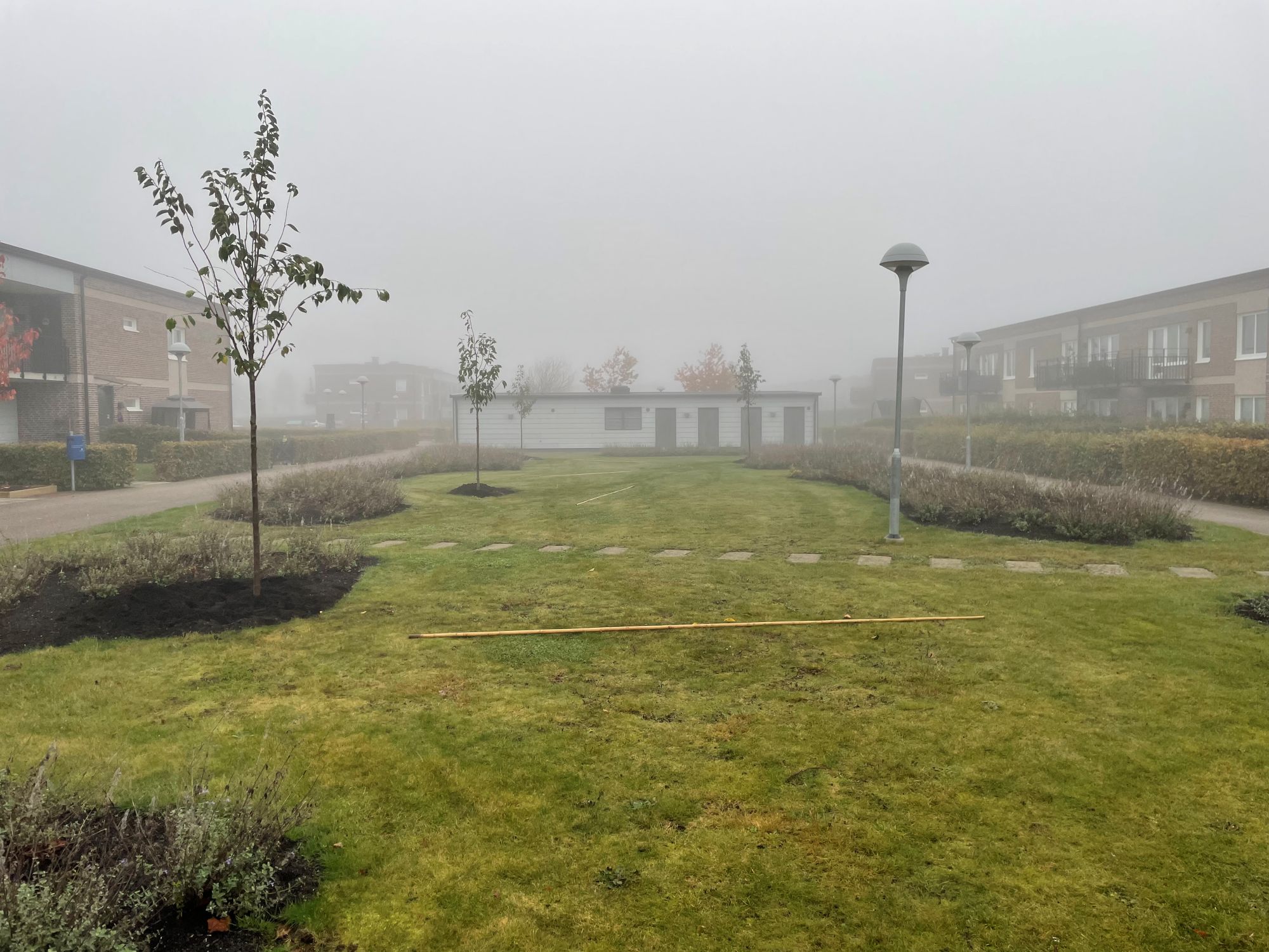 Nyplanterade träd på bostadsområde