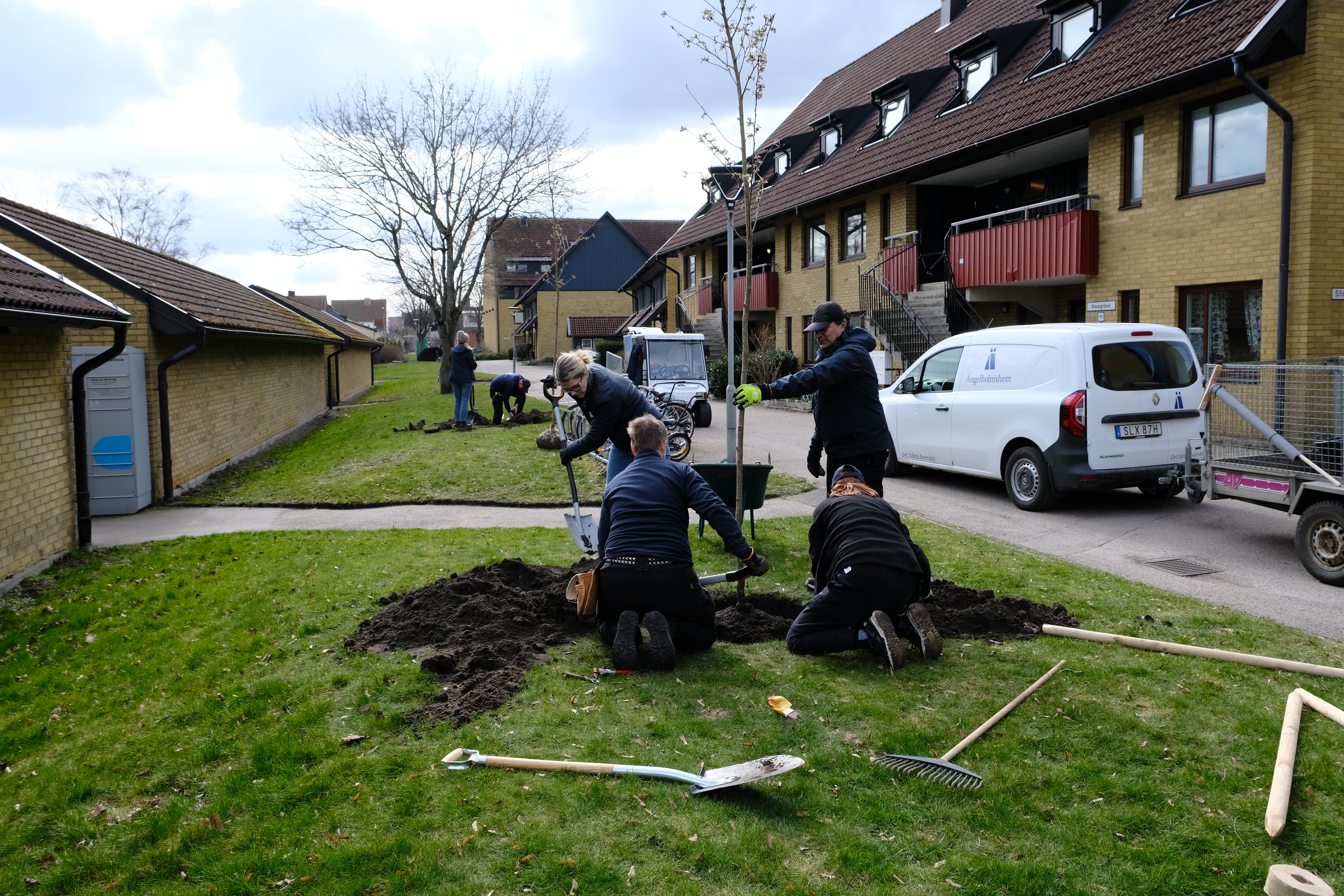 Träd planteras på ett bostadsområde