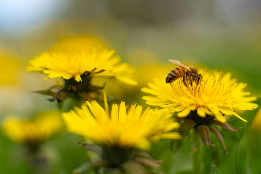 En insekt sitter på en gul maskrosblomma