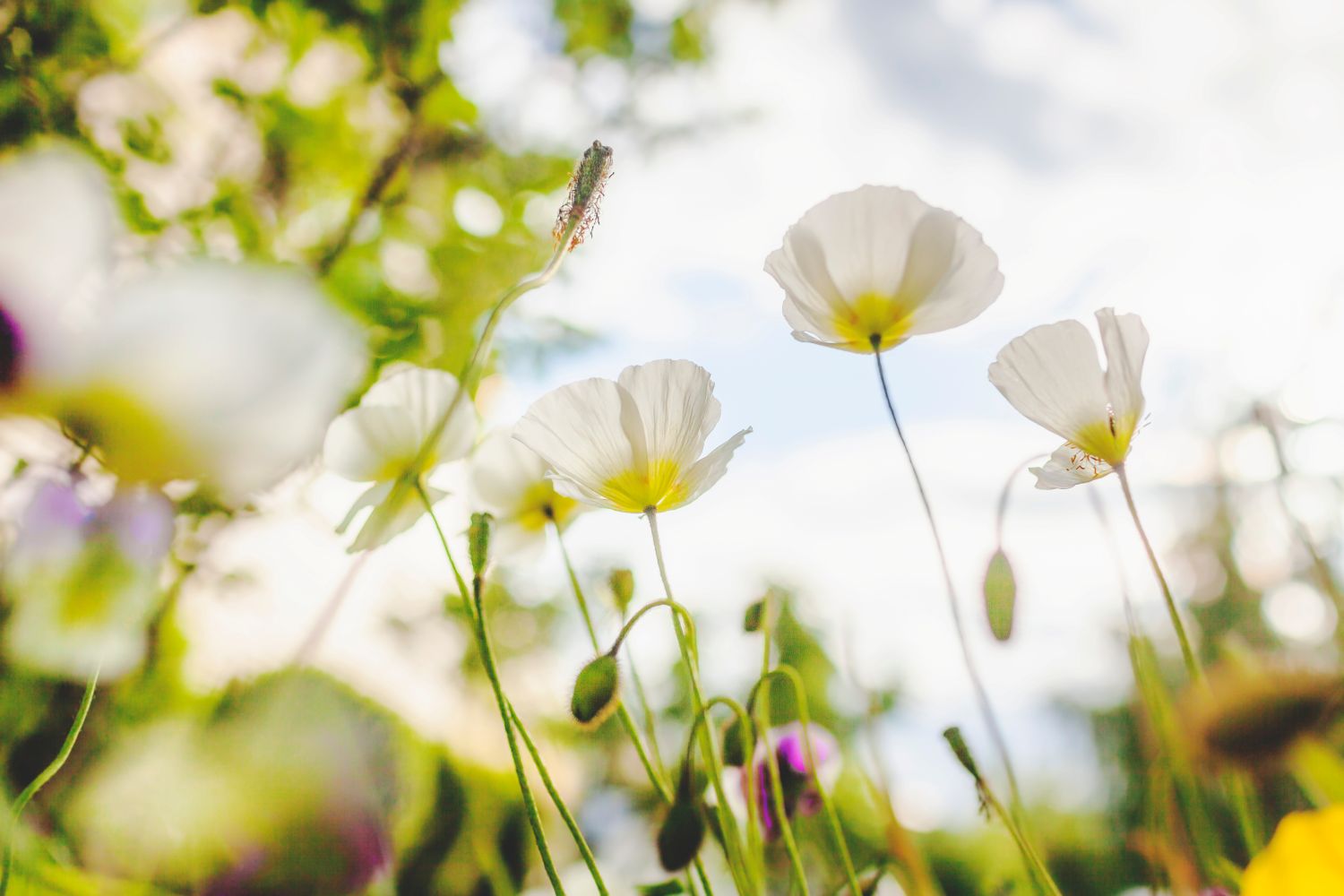 Blomsteräng
